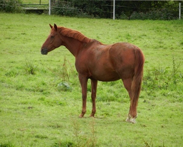 broodmare Melina (Saxony-Anhaltiner, 1998, from Matcho Man)