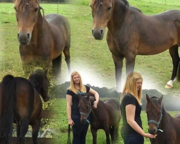 horse Kelli (Welsh-Pony (Section B), 1997, from Amanda's Kevin) horse Kelli (Welsh-Pony (Section B), 1997, from Amanda's Kevin)