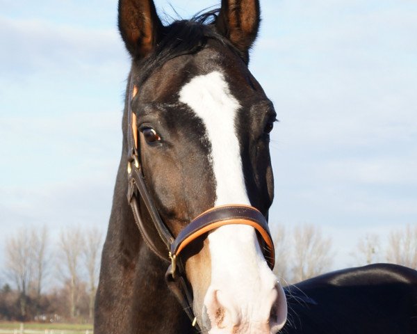 horse Wajano 18 (Hanoverian, 1999, from Wesley)