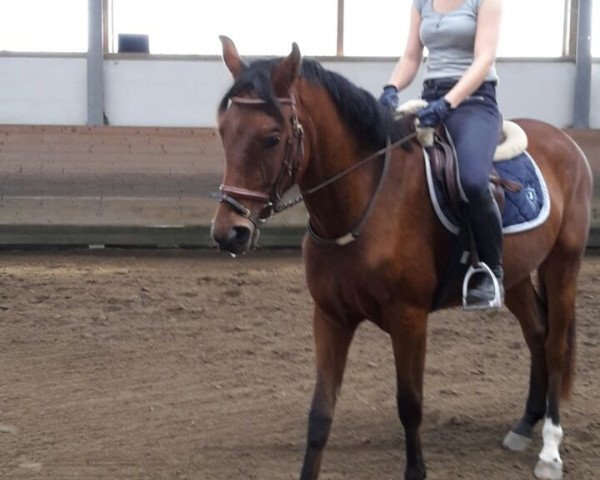 horse Wallach von Zauberfürst (Bavarian, 2011, from Zauberfürst)