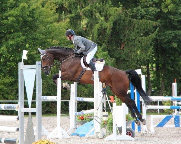 Springpferd Amun Pacifar (Oldenburger, 2006, von Alido)