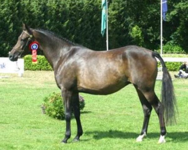 Yegua de cría Molenhorn's Monica (Welsh Partbred, 1997, de Vita Nova's Golden Boris)