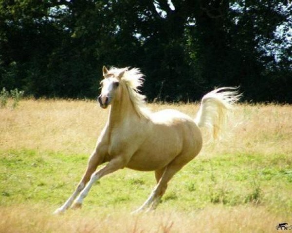horse Sekhmet (French Pony, 2006, from Aron N)