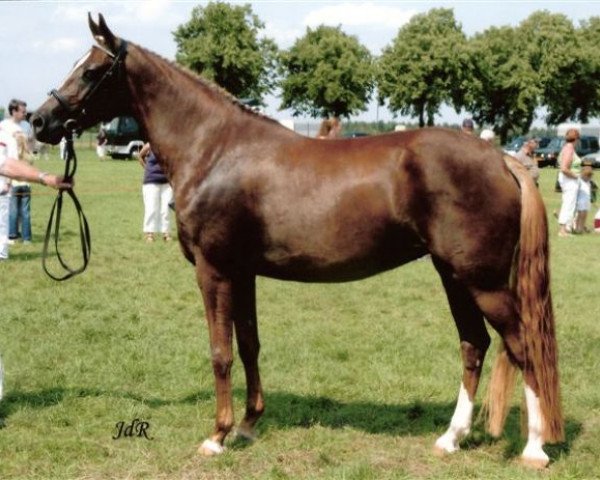 Zuchtstute Leuns Veld's Sabine (Nederlands Welsh Ridepony, 2003, von Aester El Nino)