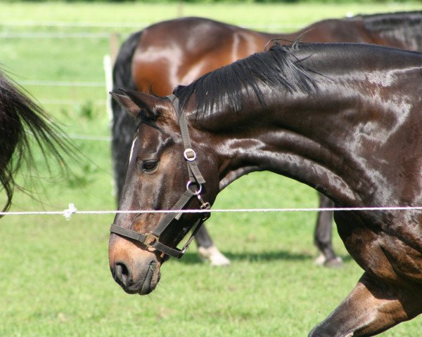 horse Rubens 82 (Westphalian, 1997, from Rosendahl)