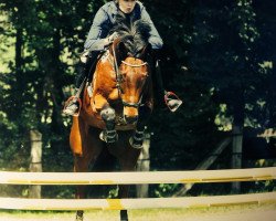 jumper Dougall (anglo european sporthorse, 2004, from Douglas)