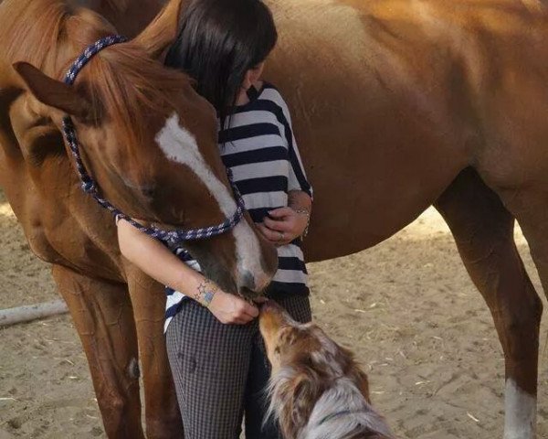 horse Gimbterin xx (Thoroughbred, 1996, from Czaravich xx)