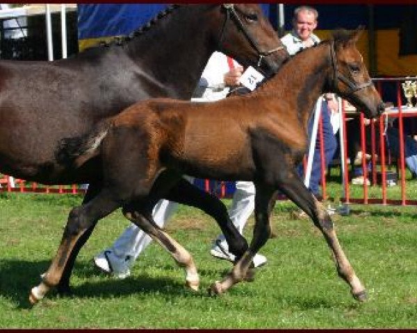 Pferd Damei Van Het Riethof (New-Forest-Pony, 2006, von Lamento III)