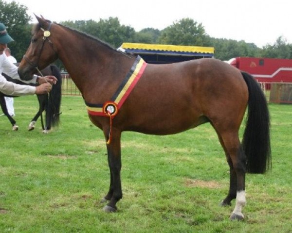 horse Debby Van Het Riethof (New Forest Pony, 2001, from Lamento III)