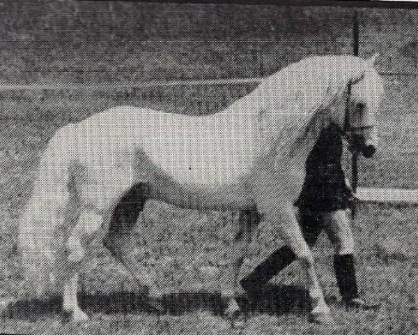 horse Merrie Mars (New Forest Pony, 1961, from Merrie Mercury)