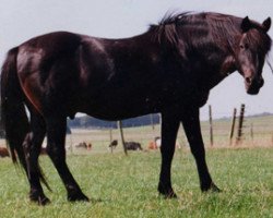 stallion Silverlea Dougal (New Forest Pony, 1978, from Silverlea Grey Minstrel)