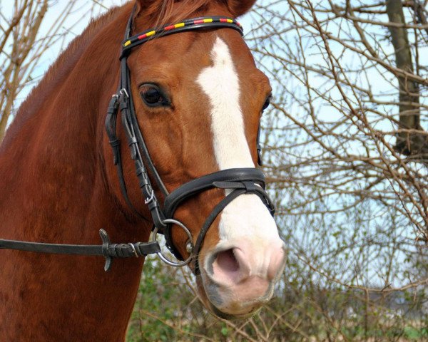 jumper Red Pepino (Westphalian, 2000, from Red Patrick xx)