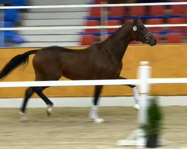 Cavallo Duke of Spirit (Oldenburger, 2012, di Duke of Hearts xx)