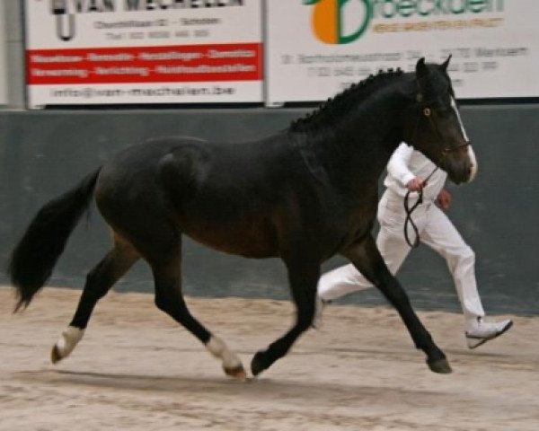 horse Arion Hippios (New Forest Pony, 2006, from Mister Malthe)