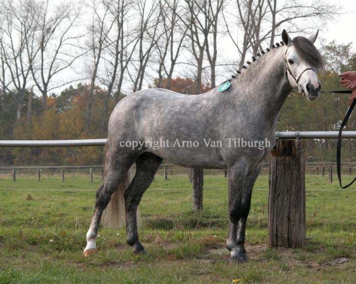 stallion Blackwell Bo Diddly (New Forest Pony, 1997, from Oke Dene Peter)