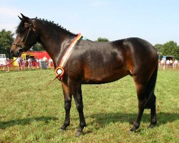 Pferd Waterhoek's Waikiki (New-Forest-Pony, 2002, von Polsbury Popeye)
