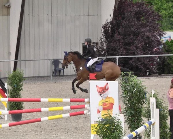 Reitturnier Ehningen 2021