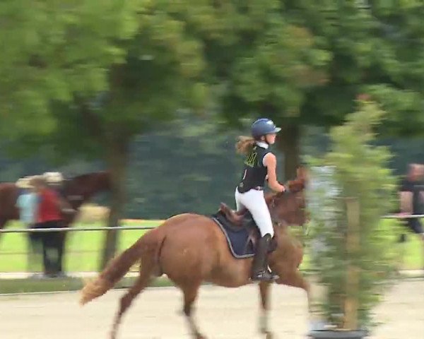 Reitturnier Rot am See – Musdorf 2021