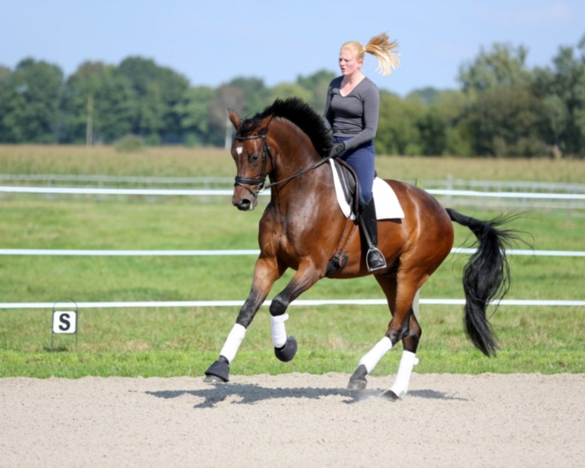 horse Sir Prise (Hanoverian, 2008, from Stedinger)