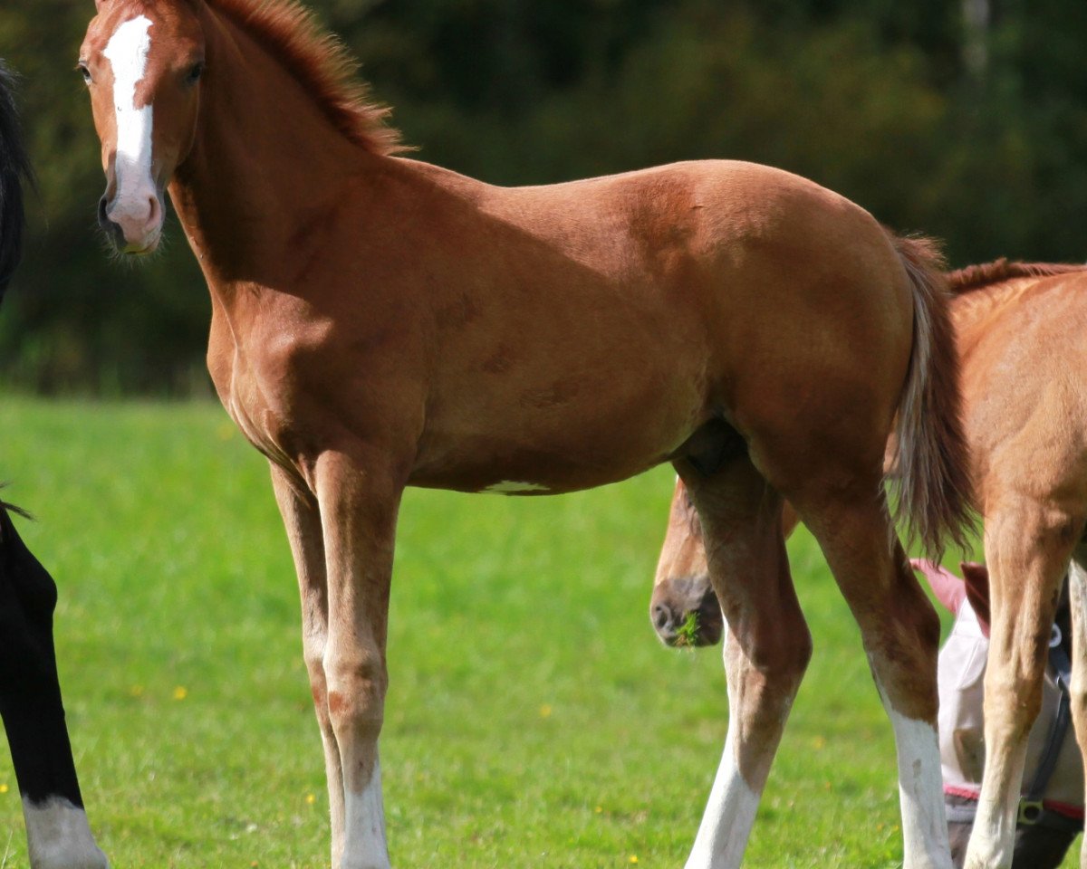 horse Don Unique (Oldenburg, 2014, from Sezuan)