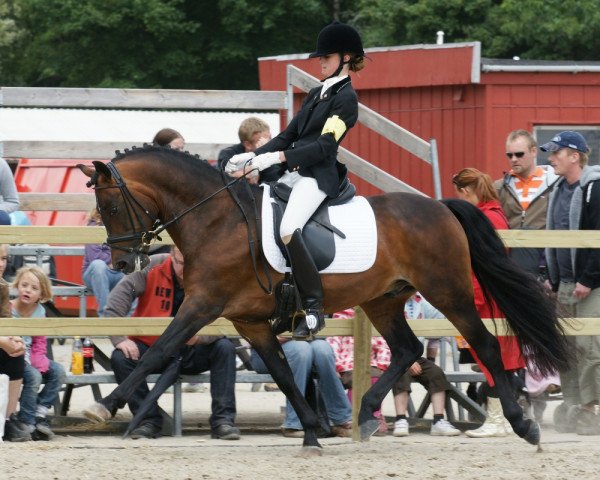 stallion Sirius Hippios (New Forest Pony, 2000, from Mister Malthe)