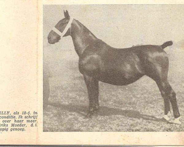 Zuchtstute Nezelly (Groninger, 1925, von Simon) Zuchtstute Nezelly (Groninger, 1925, von Simon)