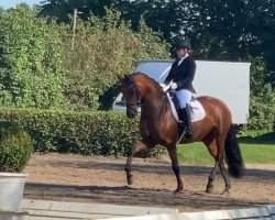dressage horse Ladies Night (Oldenburg, 2016, from Follow Me OLD)