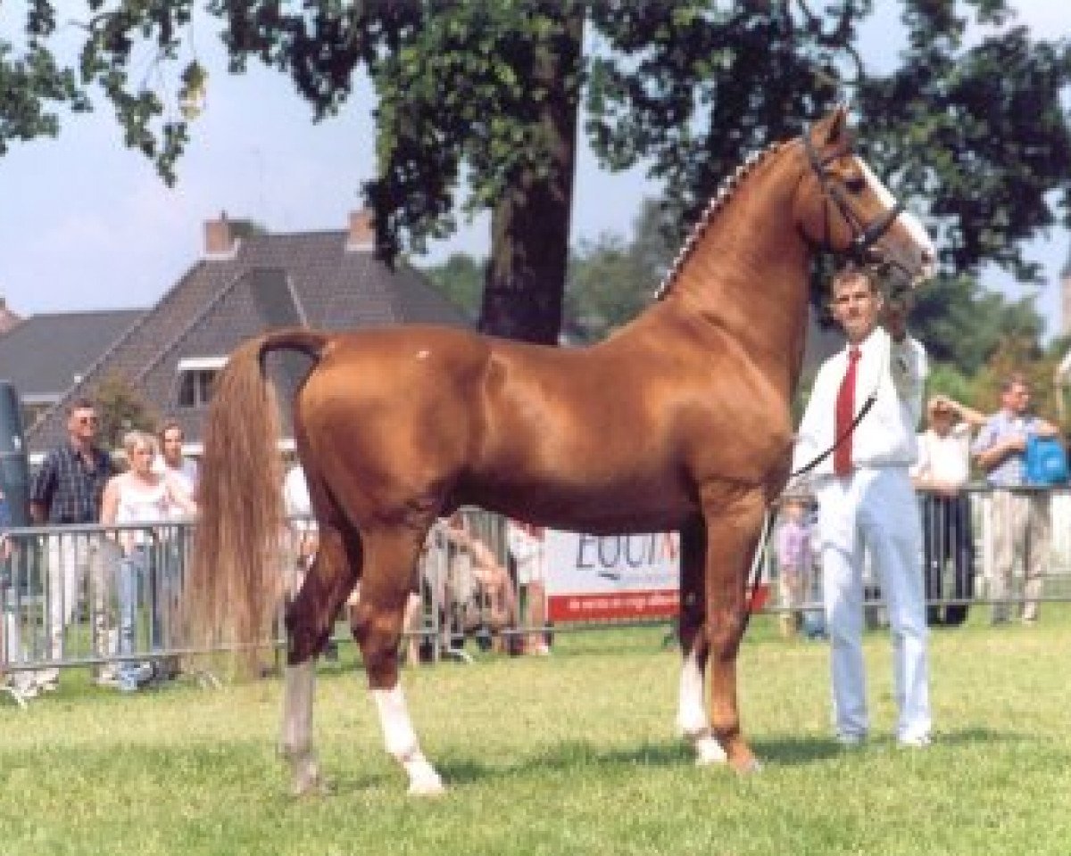 Deckhengst Elegant (Gelderländer, 1986, von Theoloog)