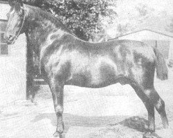 Deckhengst Cicero 1608 (Holsteiner, 1889, von Julius)