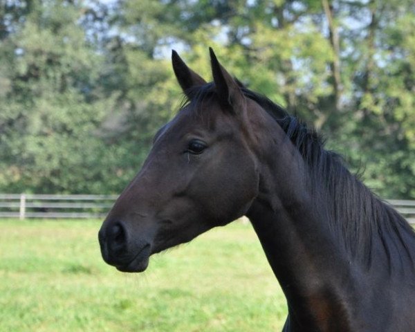 jumper Quel Plaisir (Hanoverian, 2012, from Quaterhall)
