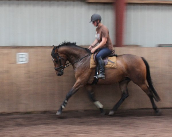 broodmare Dorette 196 (Holsteiner, 2011, from Landos)