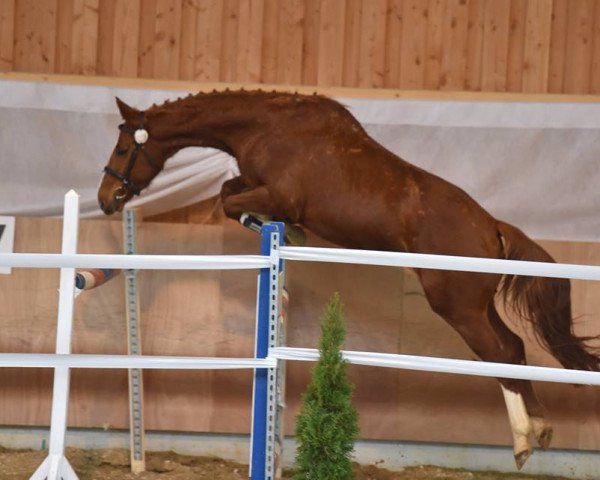 Springpferd Allors en Danse (Württemberger, 2010, von Albaran xx)