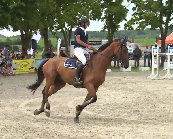 Reitturnier Rot am See – Musdorf 2021