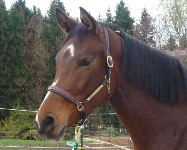 broodmare Comtess de la Luna (Bavarian, 2010, from DSP Con Spirit)