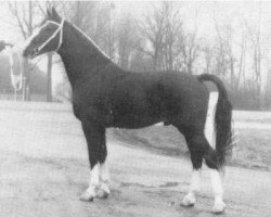 stallion Monarch (KWPN (Royal Dutch Sporthorse), 1971, from Hugo)
