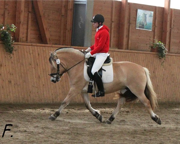broodmare Kamiken (Fjord Horse, 2009, from Dylan)