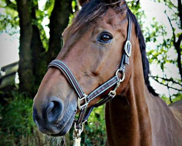 Pferd Liveliness (Westfale, 1999, von Langenhagen)