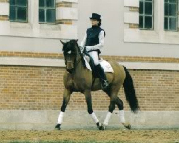 horse Axceen Djordy (New Forest Pony, 1983, from Briljant) horse Axceen Djordy (New Forest Pony, 1983, from Briljant)