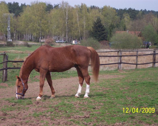 horse Imperial de Cheux (Selle Français, 1996, from Chenu du Plessis)