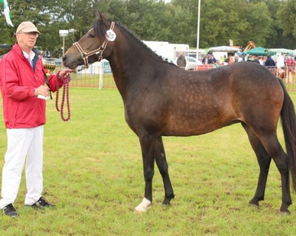 Pferd Brenjenhof's Hitske (New-Forest-Pony, 2010, von Polsbury Pessoa)