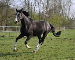 dressage horse Raphael 113 (Bavarian, 2009, from Rotspon)