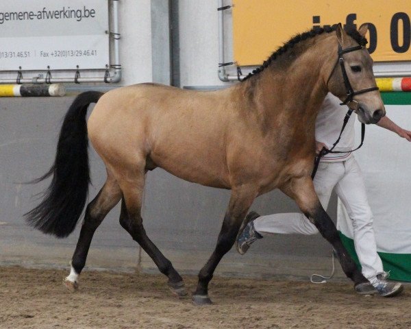 Deckhengst Sulaatik's Valdez (New-Forest-Pony, 2009, von Sulaatik's Versace)