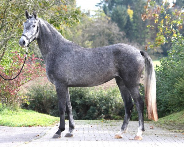 broodmare Fronterra (Westphalian, 2011, from First Selection)