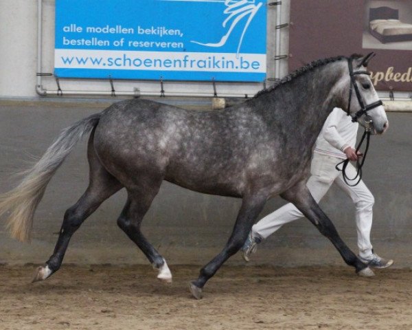 Deckhengst Sulaatik's Performance (New-Forest-Pony, 2010, von Sulaatik's Peter Pan)
