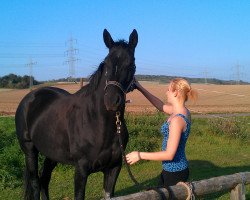 dressage horse Darkness (Hanoverian, 2010, from Desperados FRH)