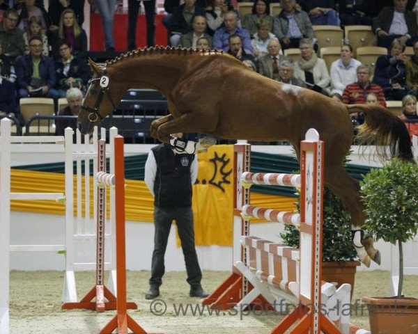 jumper Orlow (Trakehner, 2012, from Favoritas xx)