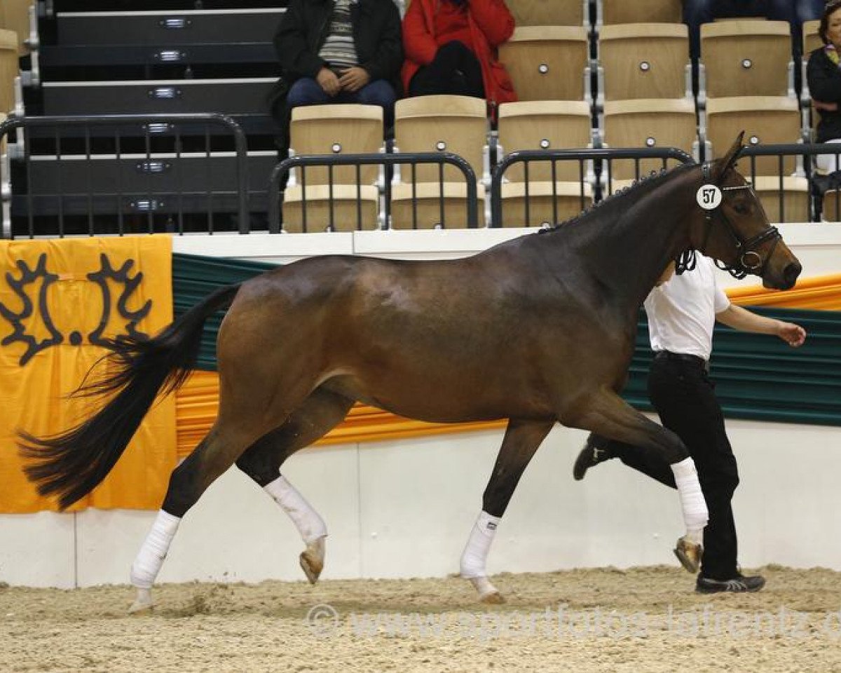 broodmare Atlanta (Trakehner, 2011, from Cadeau)