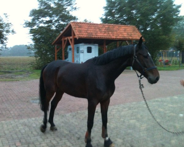 jumper Colmano (Westphalian, 2008, from Colmani)