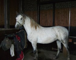 dressage horse Kinley S (Connemara Pony, 2005, from Innellan Kestrel)