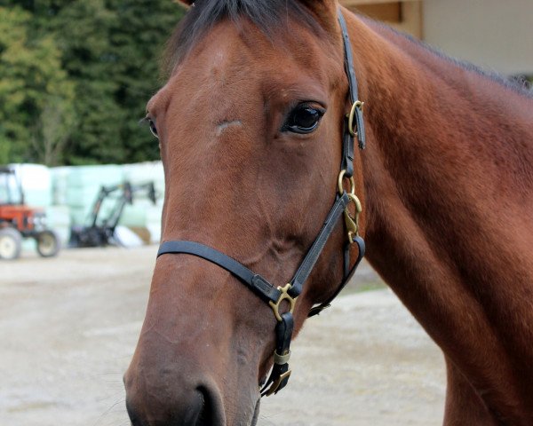 Pferd JS Nadine (Traber, 2006)